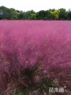 高度20厘米粉黛乱子草