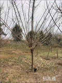 高度250厘米蜡梅