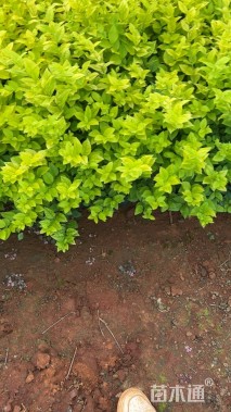 高度30厘米金叶女贞