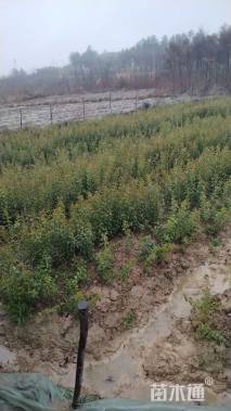 10公分大叶女贞