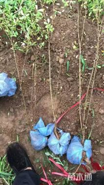 高度60厘米柠条