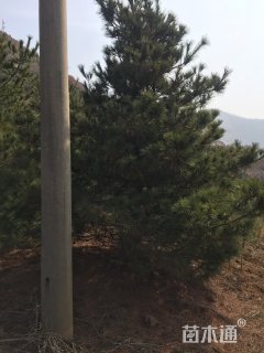 高度200厘米华山松