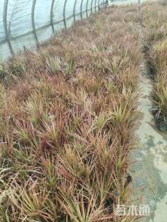 高度35厘米五彩千年木