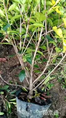 高度80厘米红叶石楠小苗