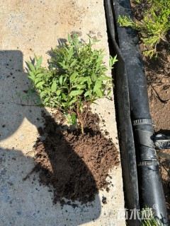 高度25厘米绣线菊