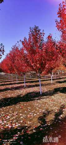 4公分美国红枫-红冠