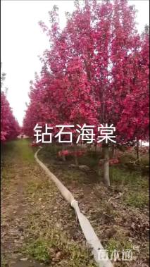 12公分钻石海棠