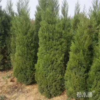 高度200厘米蜀桧