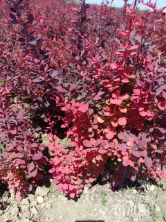 高度30厘米紫叶小檗