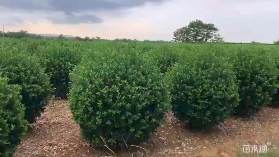 冠幅120厘米卫矛球