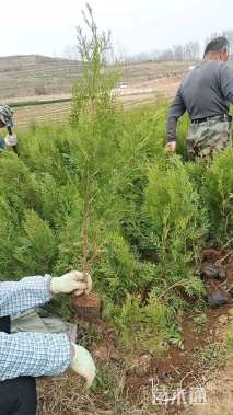 高度150厘米柏树