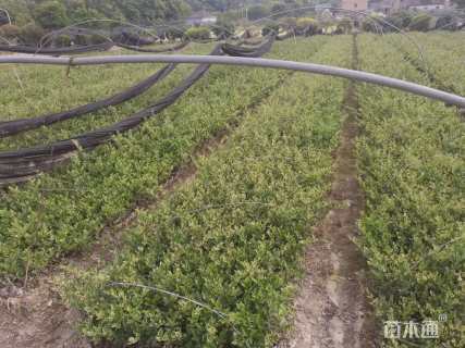 高度30厘米银霜女贞