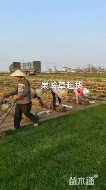 高度25厘米紫花玉簪