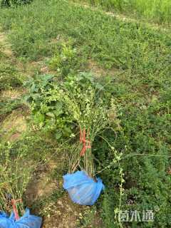 高度100厘米迎春花