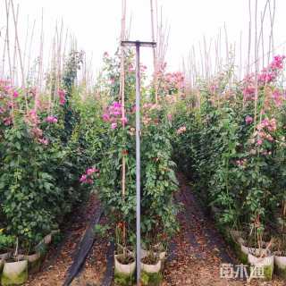 80厘米藤本月季