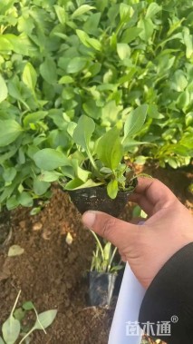 高度20厘米松果菊