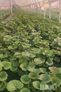 高度25厘米大吴风草