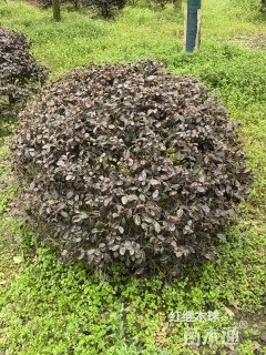 冠幅100厘米红花继木球