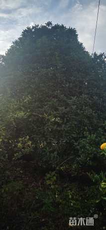 15公分桂花