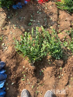 高度70厘米胶东卫矛