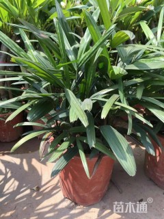 裸干高20厘米棕竹