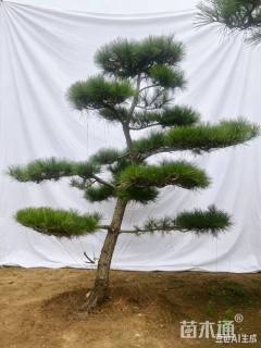 19公分造型黑松