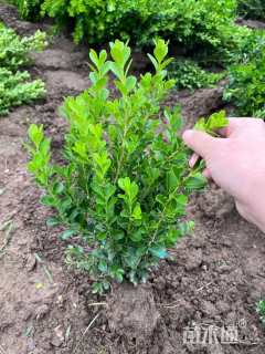 高度50厘米瓜子黄杨