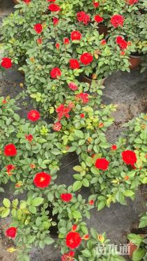 高度30厘米大花月季