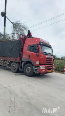 8公分垂丝海棠