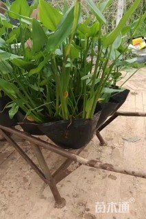 高度50厘米梭鱼草