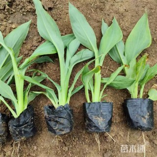 高度25厘米水生美人蕉