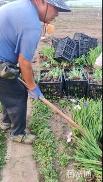 高度30厘米花菖蒲