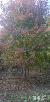 高度800厘米丛生美国红枫