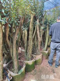 15公分造型杜鹃