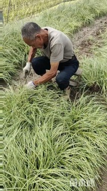高度30厘米金叶苔草