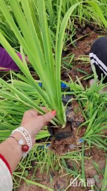 高度60厘米黄菖蒲