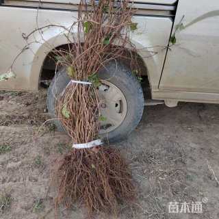 100厘米爬山虎