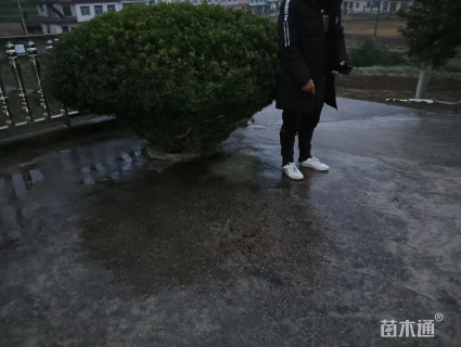 高度150厘米雀舌黄杨