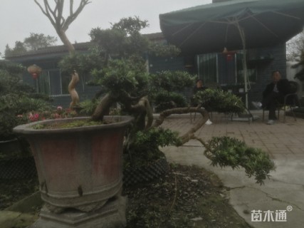 原生苗造型罗汉松