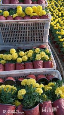 高度20厘米万寿菊