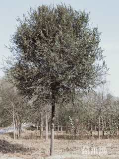 14公分榆树