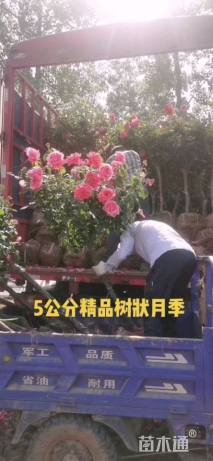 5公分树状月季