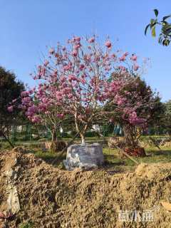 15公分紫花风铃木