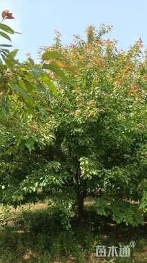 14公分亚当海棠