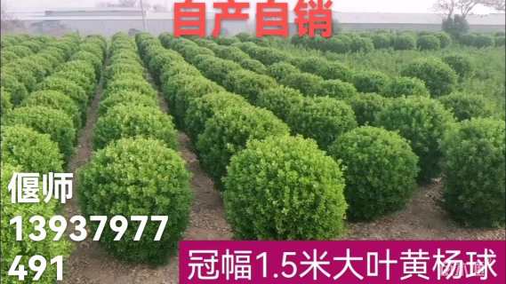 高度160厘米大叶黄杨