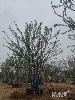 75公分(5杆)丛生朴树