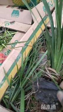 高度20厘米麦冬