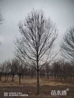 20公分美国红枫