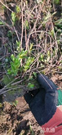 高度25厘米千屈菜