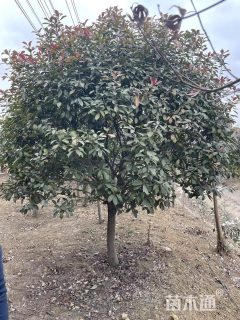 12公分红叶石楠